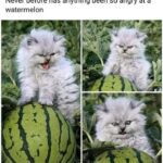 Funny Cat Memes