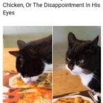 Funny Cat Memes