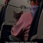 Funny Cat Memes