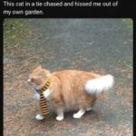 Funny Cat Memes