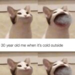 Funny Cat Memes