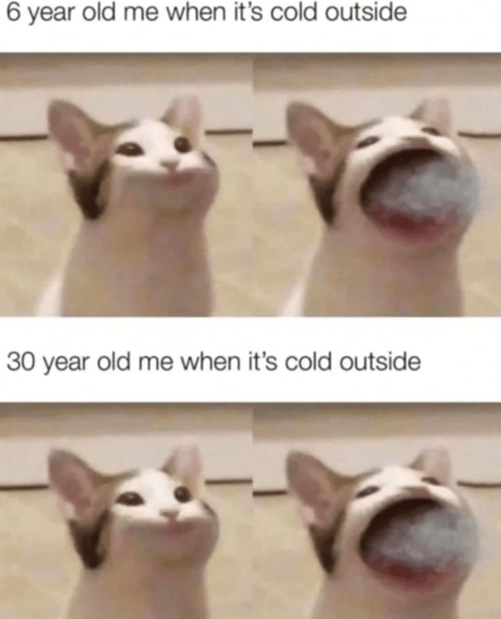 Funny Cat Memes