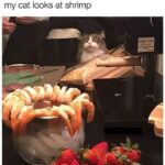 Funny Cat Memes