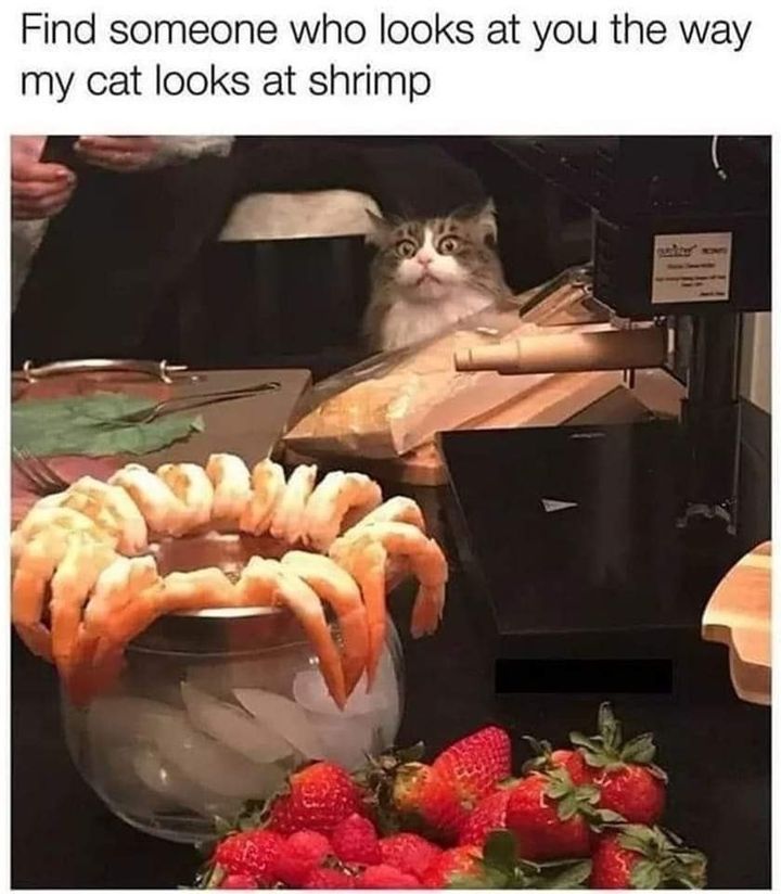 Funny Cat Memes