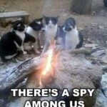 Funny Cat Memes