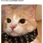 Funny Cat Memes