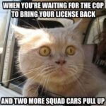 Funny Cat Memes