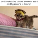 Funny Cat Memes