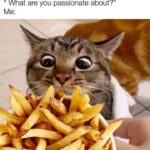 Funny Cat Memes