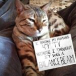 Funny Cat Memes