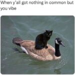 Funny Cat Memes