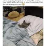 Funny Cat Memes