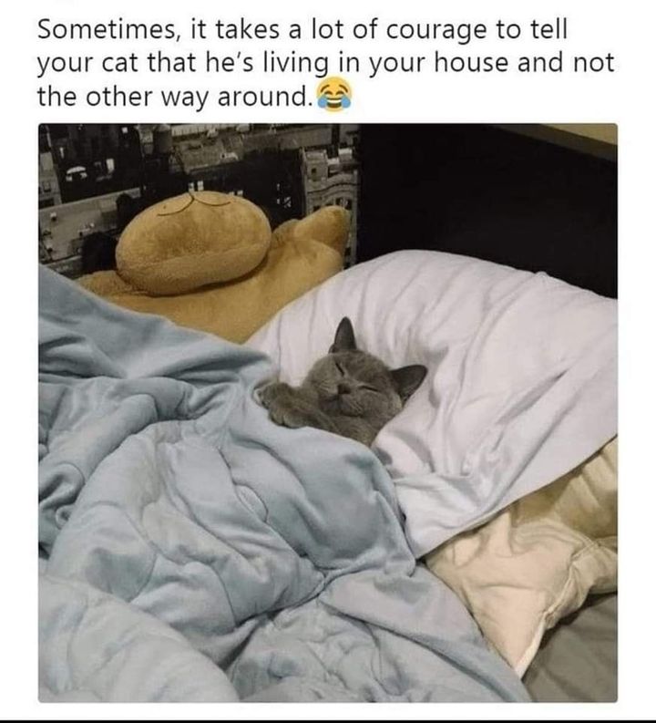 Funny Cat Memes