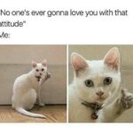 Funny Cat Memes