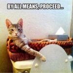 Funny Cat Memes