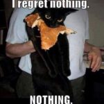 Funny Cat Memes