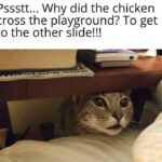 Funny Cat Memes