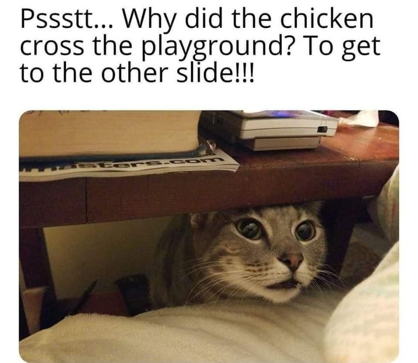 Funny Cat Memes