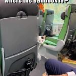 Funny Cat Memes