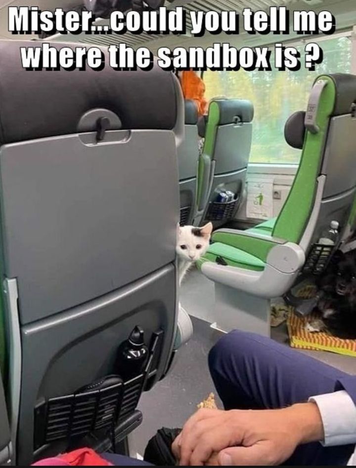 Funny Cat Memes