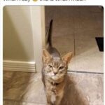 Funny Cat Memes