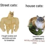 Funny Cat Memes