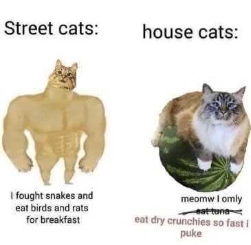 Funny Cat Memes