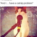 Funny Cat Memes