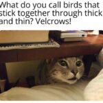 Funny Cat Memes