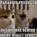 Funny Cat Memes