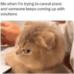 Funny Cat Memes