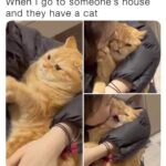 Funny Cat Memes