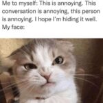 Funny Cat Memes