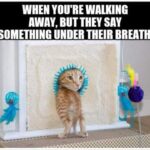 Funny Cat Memes