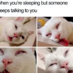 Funny Cat Memes