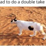 Funny Cat Memes