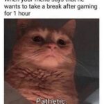 Funny Cat Memes