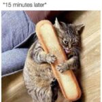 Funny Cat Memes