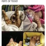 Funny Cat Memes