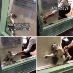 Funny Cat Memes