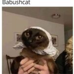 Funny Cat Memes