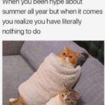 Funny Cat Memes