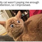 Funny Cat Memes