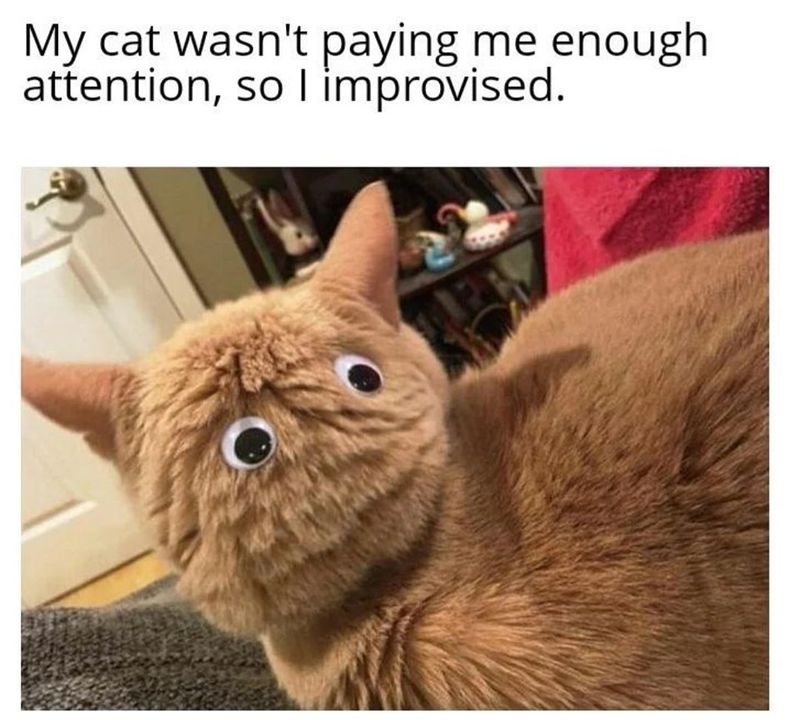 Funny Cat Memes