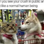 Funny Cat Memes