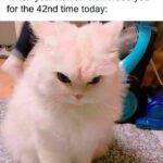 Funny Cat Memes