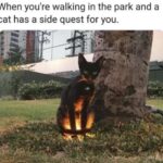 Funny Cat Memes