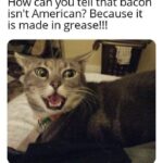 Funny Cat Memes