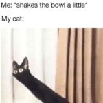 Funny Cat Memes