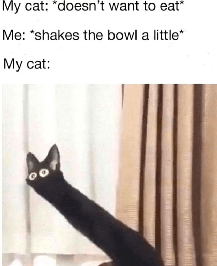 Funny Cat Memes